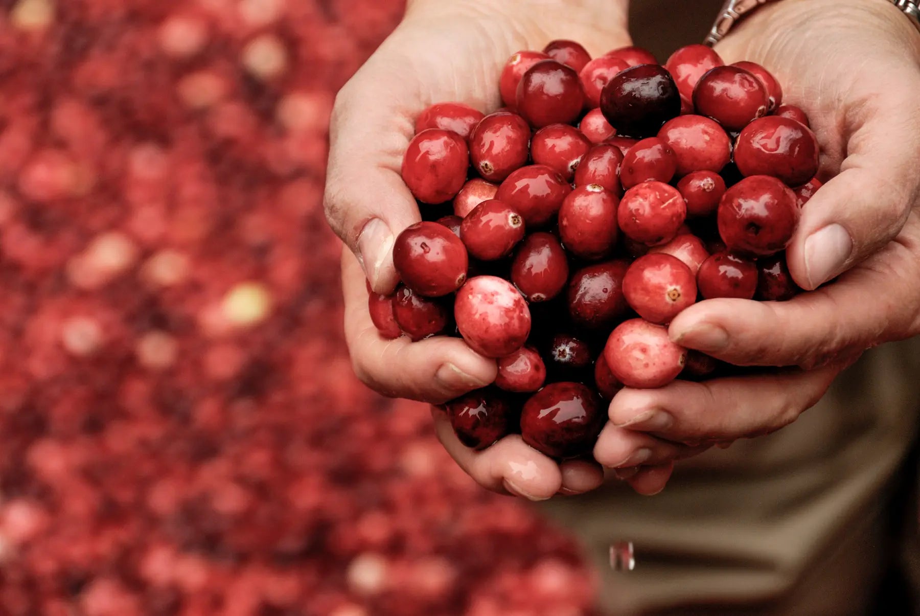 Wirkungsweise Cranberry - Die Kraft der roten Wunderbeere