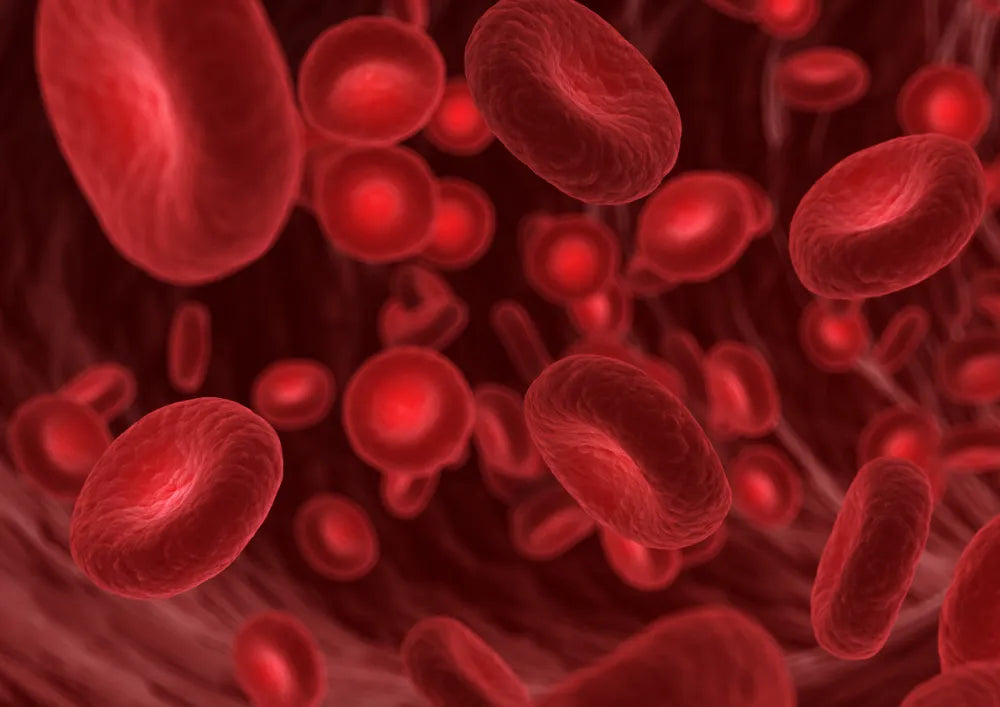 Blut Erythrozyten